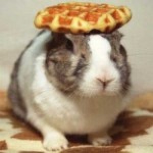 mybunnyfuzz