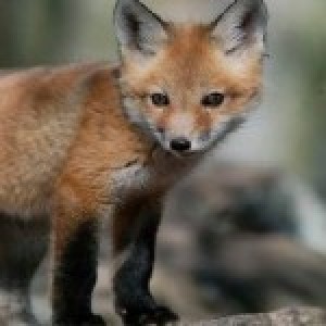 mikkelthafox
