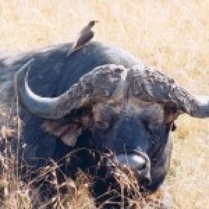 manhattanresearchinc