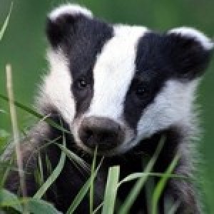 grimeybadger