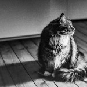 Elegantpaws