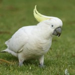 birdman511