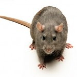 Ratley