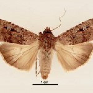 Myeldila