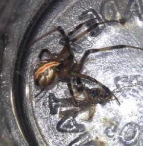 arachnidsandreptiles