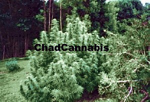 chadcannabis