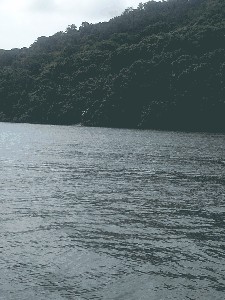 Avante