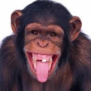 funymonkeyben