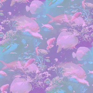 stacyocean