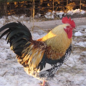 baronuvaleus