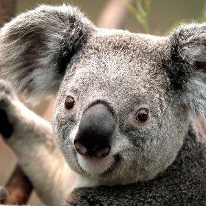 NICHOXL