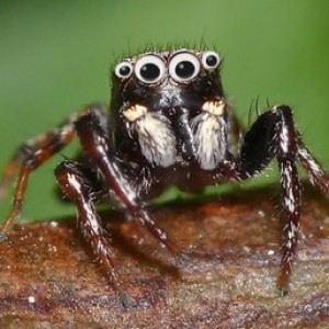 spidersilksound