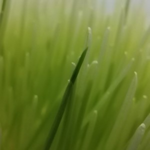 danialiasion