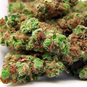 KushTracks
