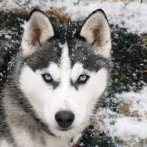 Dawid232