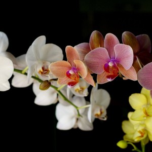 margaretq