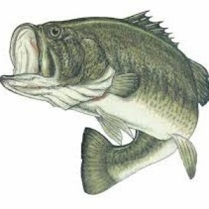 BassyBill