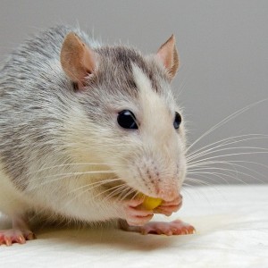 ratatimbre