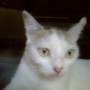 Tilan