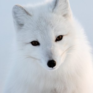 WhiteFoxMovement