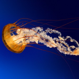 Coqui26