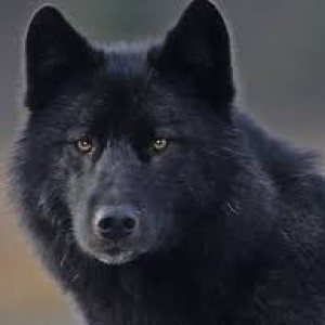 Wolfbane660