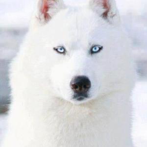 garrison02