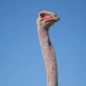 Kevrazz