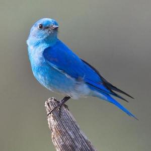 Bird0557