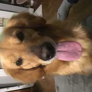 nedjames