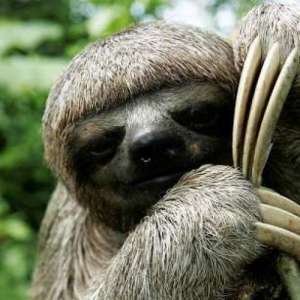 Youngsloth