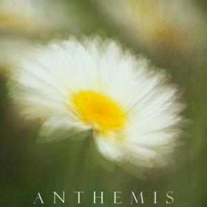 Anthemis