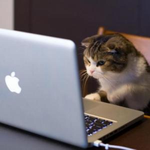 kittnes