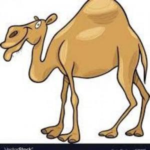 tamirrrrrr