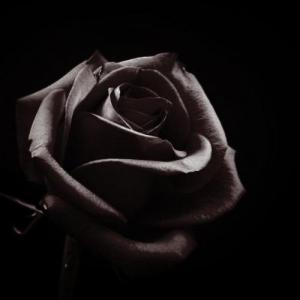 BlackRosie