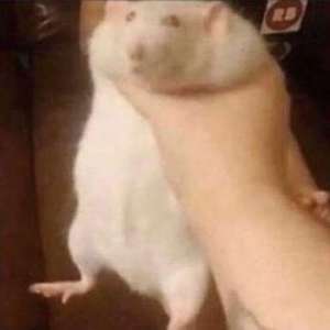 JEPxYT
