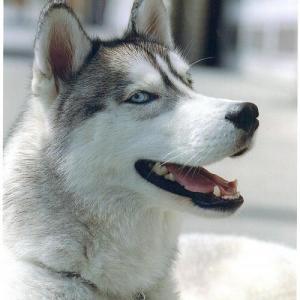 doggolicks