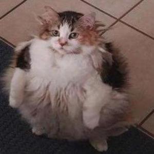 IIRawPotatoII