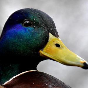 flooripvp