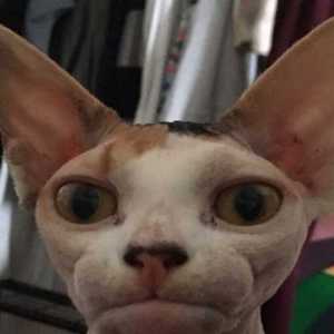 228BPM