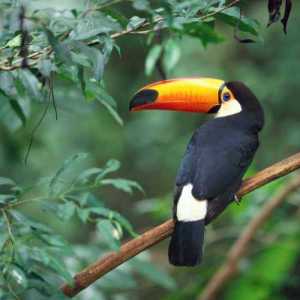 sonofpachamama