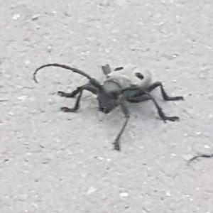 stankogei1