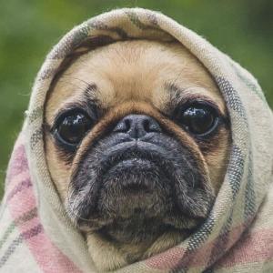 shruggothepuggo