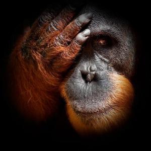 Orangoutan