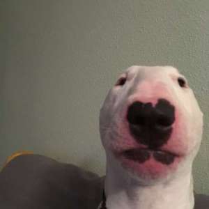 HDYNViViD