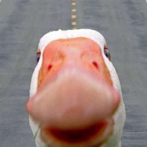gooseband