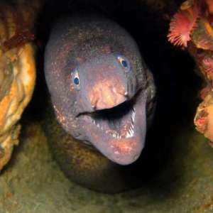 heel1but1without1a1h