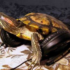 Turtleseatbread
