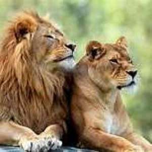 TheLionsHeadquarters