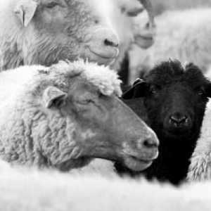 blacksheep007